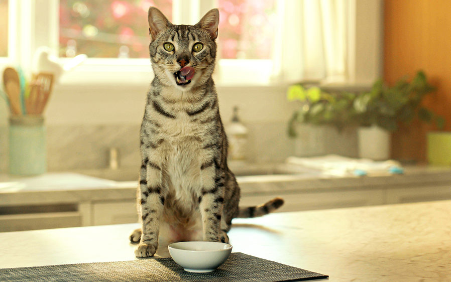 delectable lickable cat treats being eaten from a bowl.