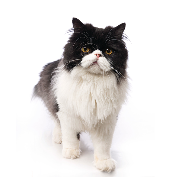 a sweet black and white kitty posing for the camera