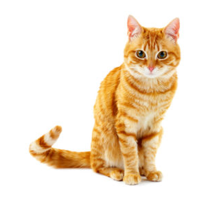 orange cat flipped hover delectables