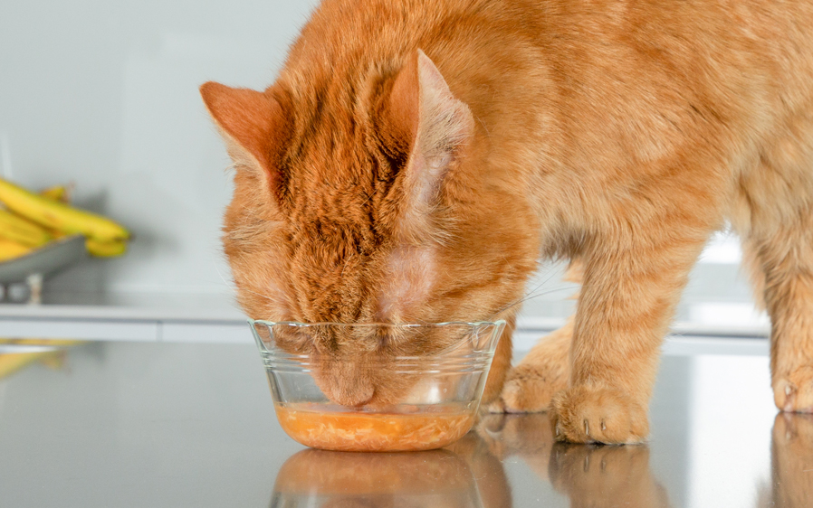 Cat licking a bowl of Delectable Lickable Treats.