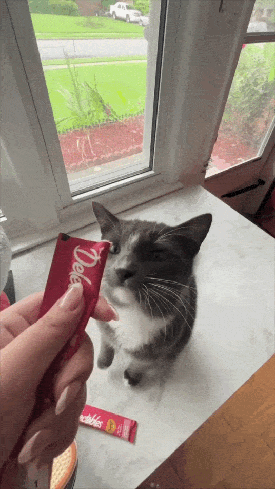 A cat enjoying Delectables Cat treats