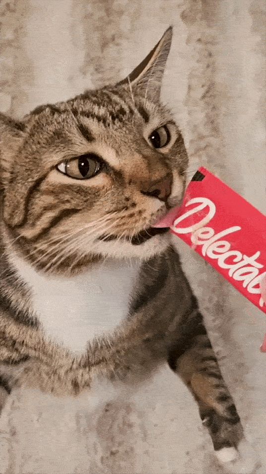 A tabby cat VERY much enjoying its Delectables Cat treats snack
