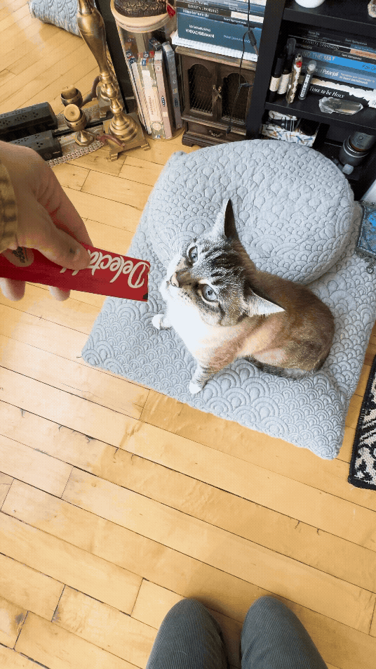 A cat licking a tasty cat treat