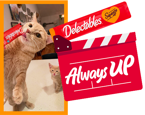 A cat eating a delectables squeeze up next to a movie timer