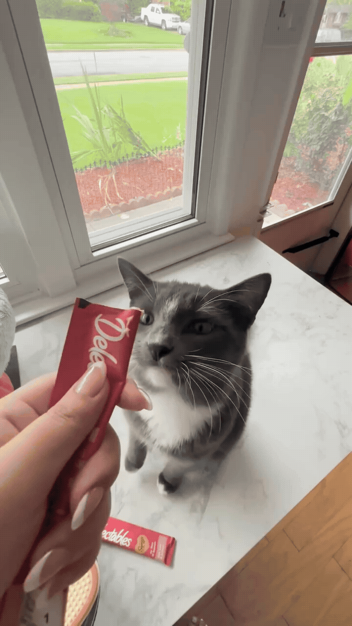 A grey and white kitty with white mittens going up for a Delectables treat