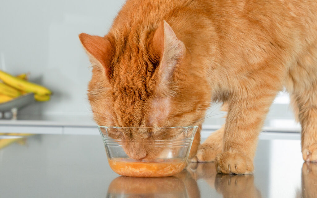 Delectables Lickable Cat Treat